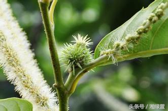 一说到栗子，就让人想到“举栗子”？