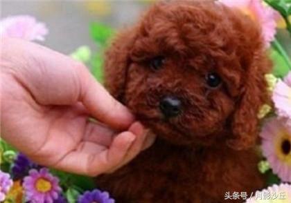 怎样能让泰迪安静下来,如何让泰迪安静下来