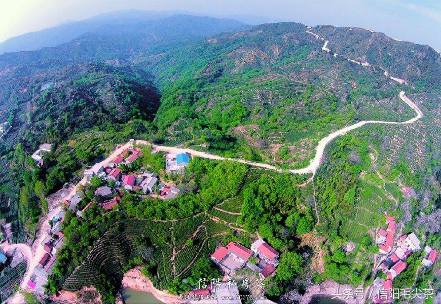 车云山的毛尖特点,高山毛尖茶的口感