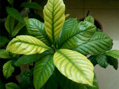 栀子花叶子发黄的解决方法,栀子花叶子发黄了还长虫子怎么办