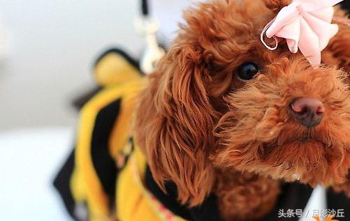 怀孕泰迪犬的关注事项