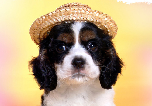 狗狗吃完驱虫药呕吐出了虫子,狗狗吃完驱虫药开始呕吐