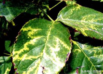 阳台种植蔬菜病害,阳台花卉常见病虫害及防治