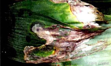 阳台种植蔬菜病害,阳台花卉常见病虫害及防治