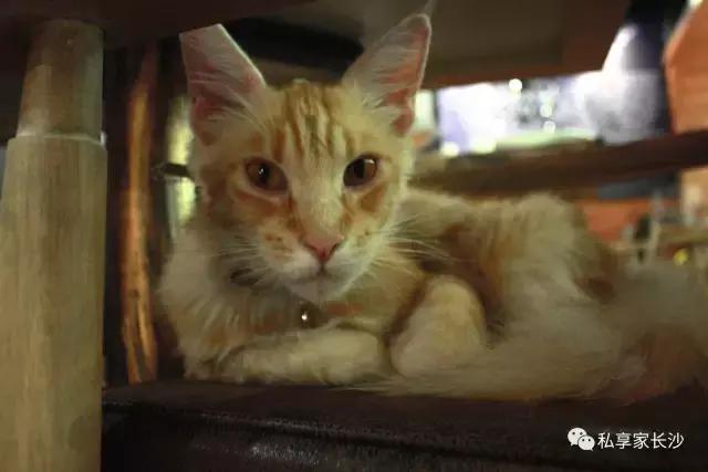 论“在餐厅一边看mao片，一边撸”，是一种什么样的体验？