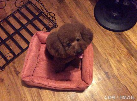 怎样能让泰迪安静下来,如何让泰迪安静下来