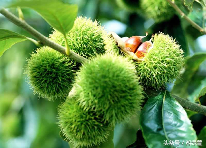 一说到栗子，就让人想到“举栗子”？