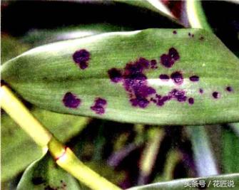 阳台种植蔬菜病害,阳台花卉常见病虫害及防治