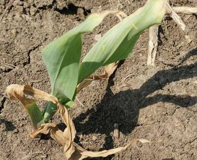 玉米死苗怎么治疗,玉米苗黄死苗什么原因