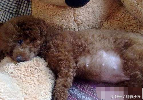 怀孕泰迪犬的关注事项