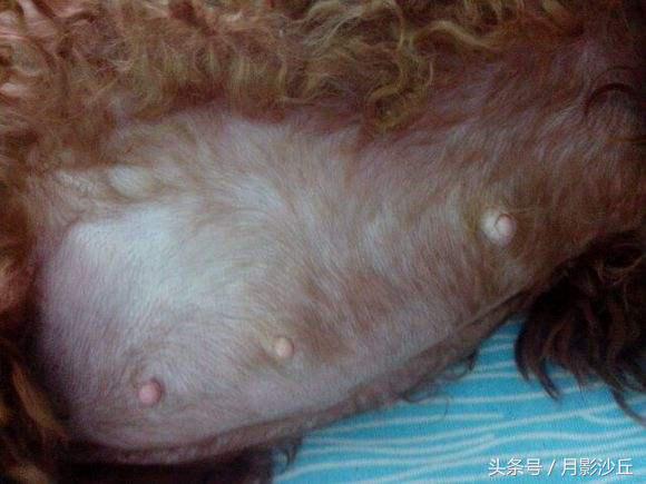 怀孕泰迪犬的关注事项