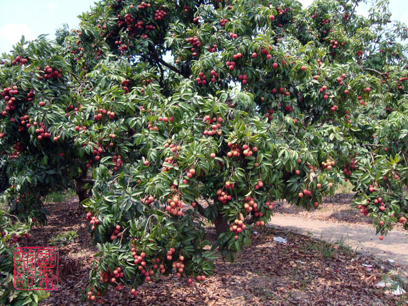 天然染料石,荔枝木颜色