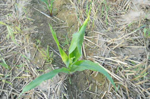 玉米死苗怎么治疗,玉米苗黄死苗什么原因