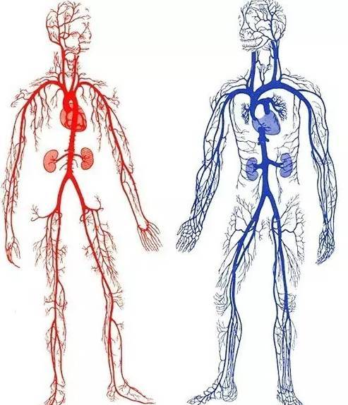 筋长一寸延寿10年教你拉开筋,筋长一寸延寿十年