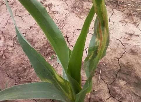 玉米死苗怎么治疗,玉米苗黄死苗什么原因