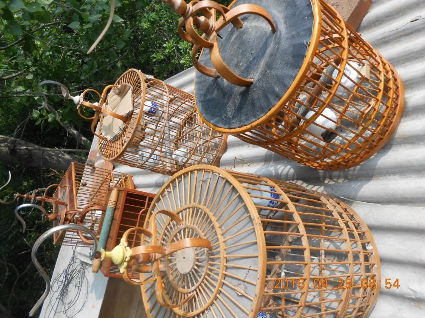 东东画眉鸟套,东东画眉鸟饲料