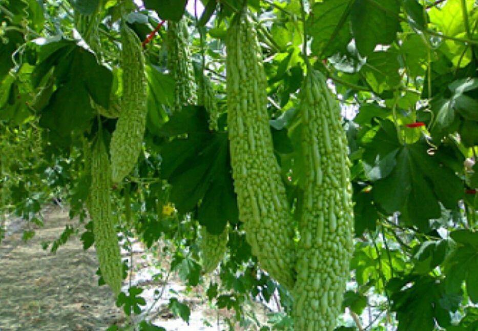 难吃也要吃下去视频,难吃却健康的食物