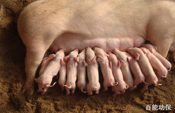 母猪无乳症用什么药,母猪无乳综合征表现