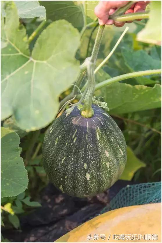 高配的自家农场农庄开始大放价，38蚊/打湛江生蚝！1蚊炸云吞