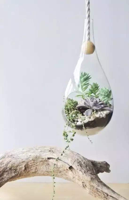 最好养的四种植物,最适合懒人养的10种花