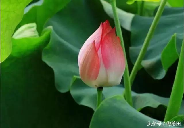 我是莆田的原视频,莆田头条最近