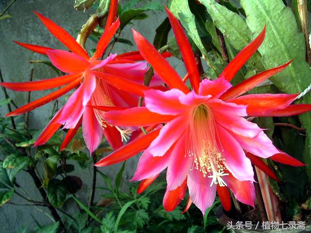 养花为什么要有土,养花浇水什么水最好