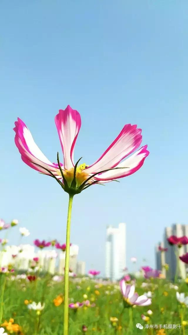 手机拍大片推荐,手机拍出来的大片欣赏