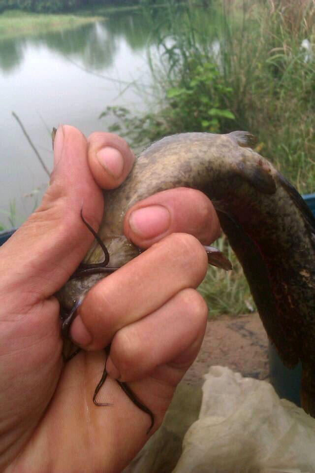 受伤的鱼怎么钓最好,钓到的鱼怎么抓不扎手