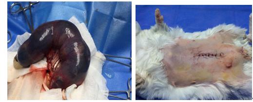 龙猫难产完整版,龙猫难产孩子拽出来