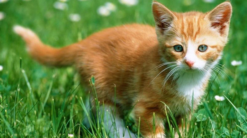 犬猫体外寄生虫传播什么疾病,关于犬猫寄生虫的问题