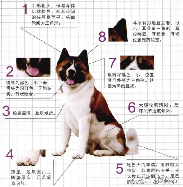 世界名犬柯基犬,阿里犬舍美系秋田犬