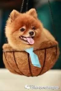 犬种介绍柯基,犬种大全