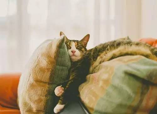 冬天该如何养猫才不会被冻死,长毛猫多久洗澡比较好