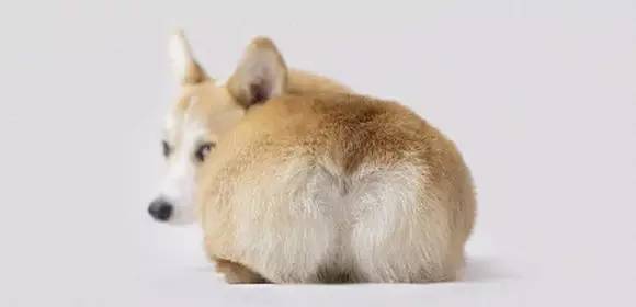 铲屎官考试难度,铲屎官等级考试