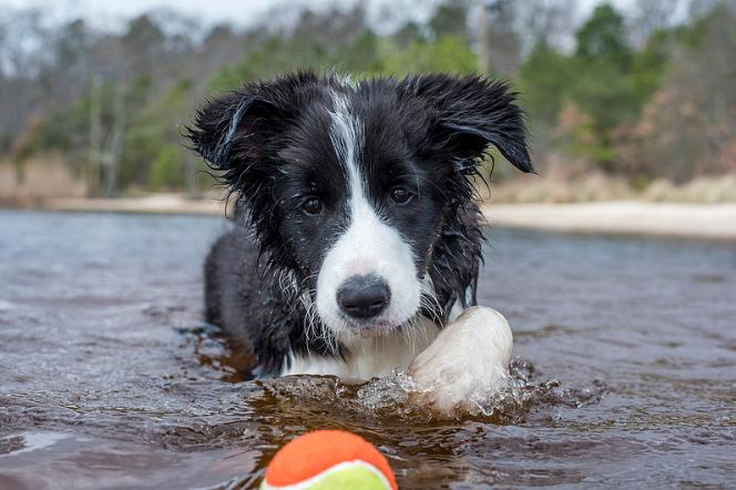 铲屎官考试难度,铲屎官等级考试