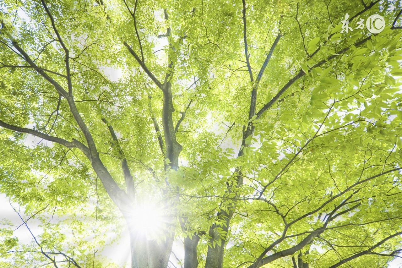 治空洞肺结核的最简单的偏方,治空洞型肺结核的草药偏方