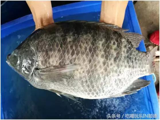 高配的自家农场农庄开始大放价，38蚊/打湛江生蚝！1蚊炸云吞