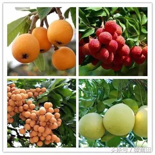 我是莆田的原视频,莆田头条最近