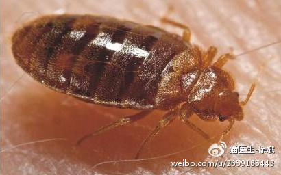 犬猫体外寄生虫传播什么疾病,关于犬猫寄生虫的问题