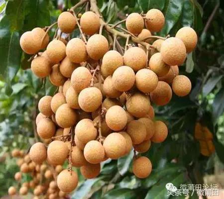 我是莆田的原视频,莆田头条最近