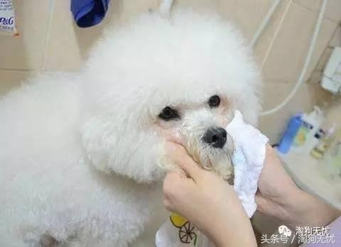 养狗知识培训,养狗第一天到家