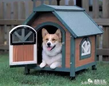 养狗知识培训,养狗第一天到家