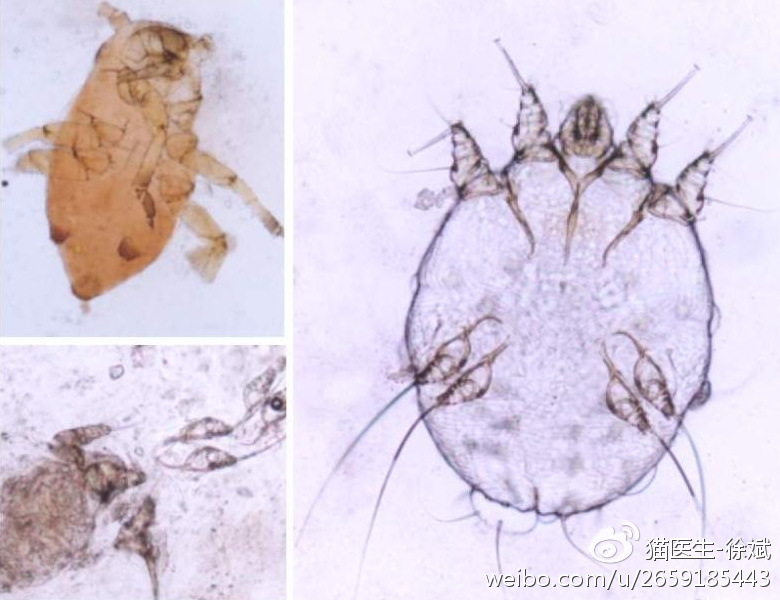 犬猫体外寄生虫传播什么疾病,关于犬猫寄生虫的问题