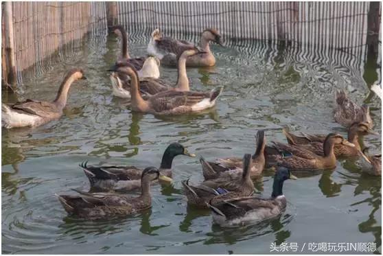 高配的自家农场农庄开始大放价，38蚊/打湛江生蚝！1蚊炸云吞