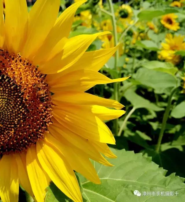 手机拍大片推荐,手机拍出来的大片欣赏
