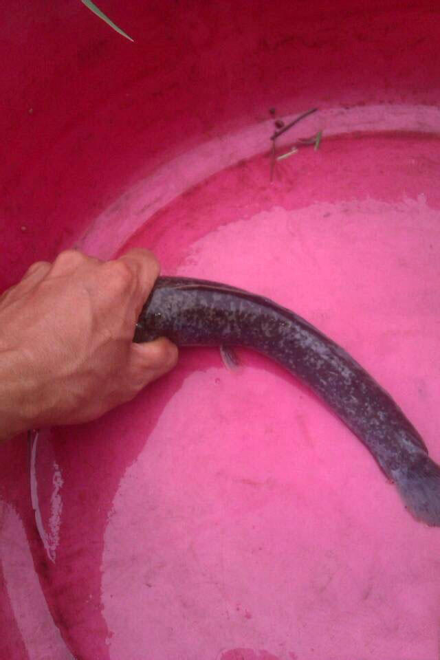 受伤的鱼怎么钓最好,钓到的鱼怎么抓不扎手