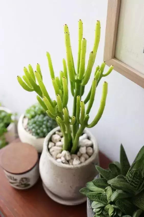 最好养的四种植物,最适合懒人养的10种花