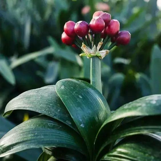 最好养的四种植物,最适合懒人养的10种花