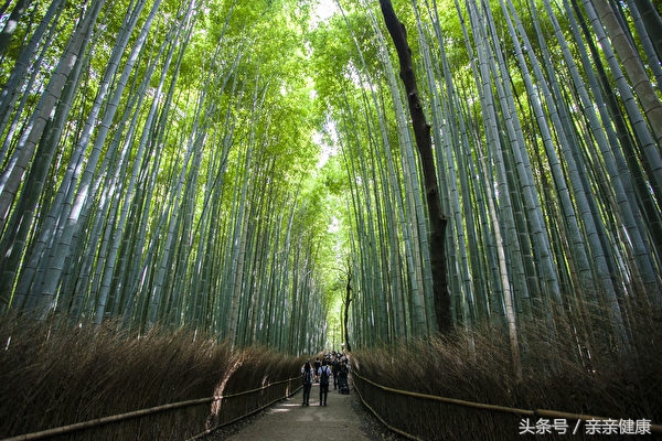 节食反而胖了怎么恢复,皮质醇怎么影响减肥
