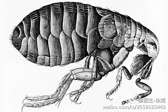 犬猫体外寄生虫传播什么疾病,关于犬猫寄生虫的问题